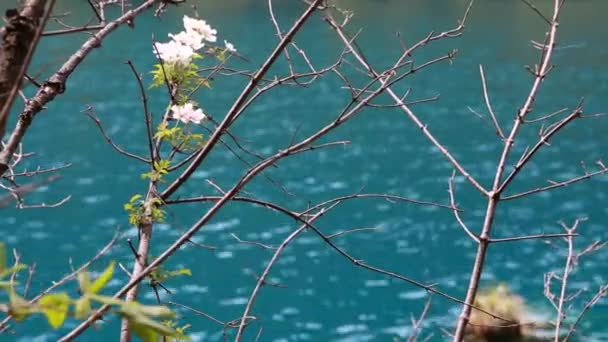 Beautiful blue water lake — Stock Video