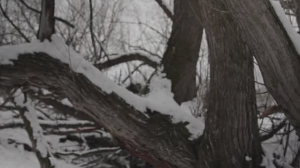 Hermoso árbol de invierno — Vídeos de Stock