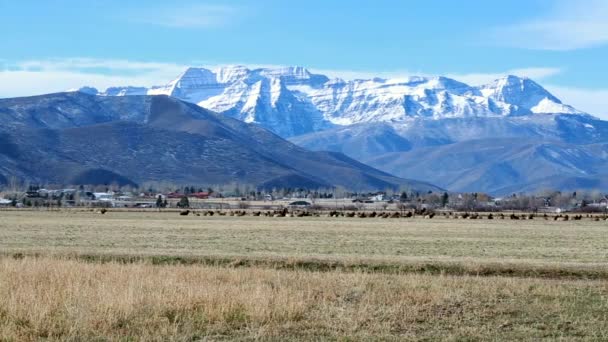 Herd of elk resting in an open field — Stock Video