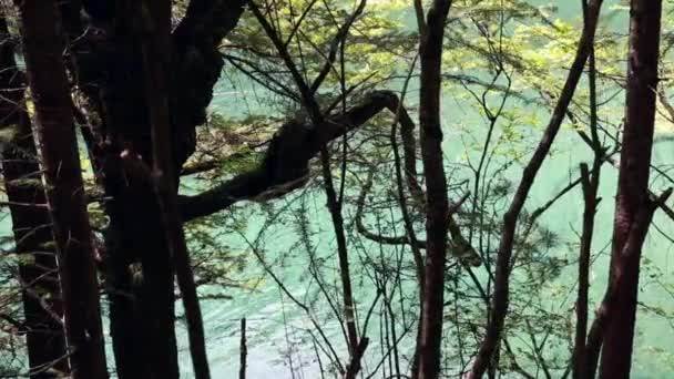 Лесное озеро в долине Цзючжайгу — стоковое видео