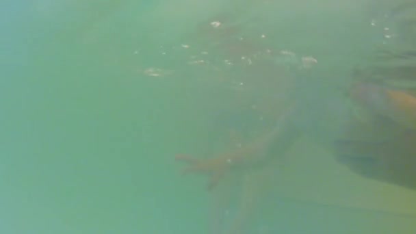 Menino nadando em uma piscina — Vídeo de Stock