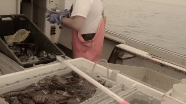 A Fisherman catching lobsters — Stock Video