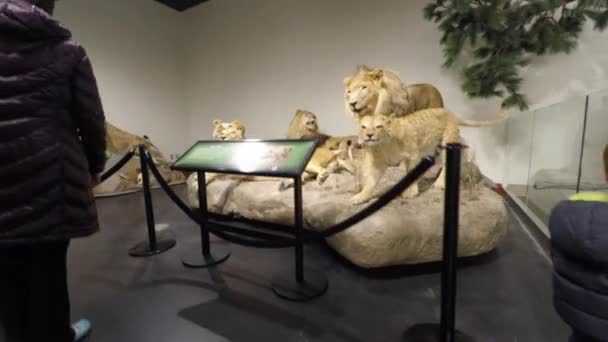 Uma família no museu de ciências da vida — Vídeo de Stock