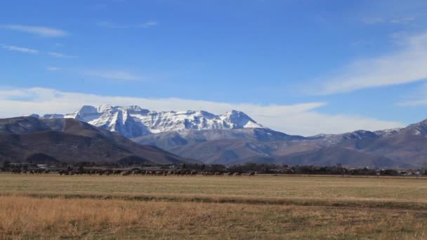 Giant herd of elks in an field — Stock Video