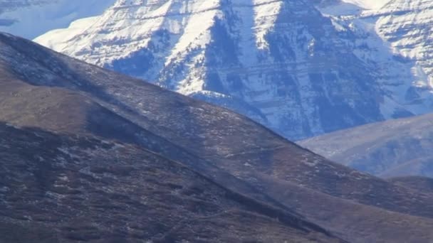 Mandria gigante di alci in un campo — Video Stock