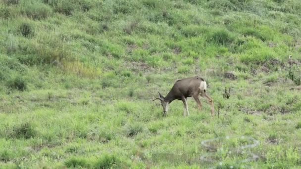 Alimentación de ciervos en un campo — Vídeos de Stock