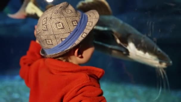 Мальчик смотрит на рыб в аквариуме — стоковое видео