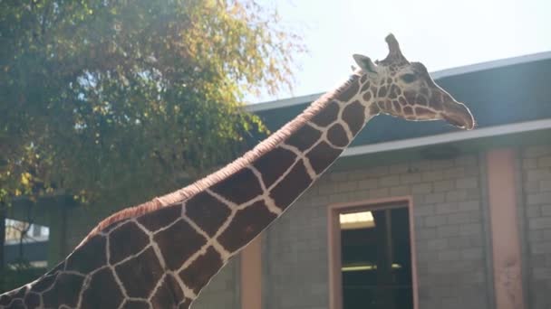 Жираф в местном зоопарке — стоковое видео