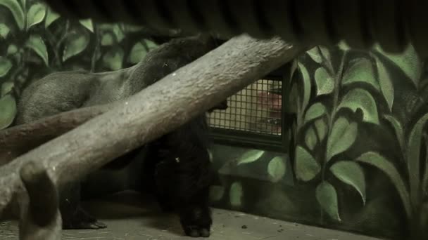 Gorilă neagră în grădina zoologică — Videoclip de stoc