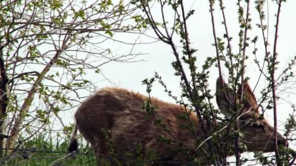 Rådjur äter blad från en buske — Stockvideo