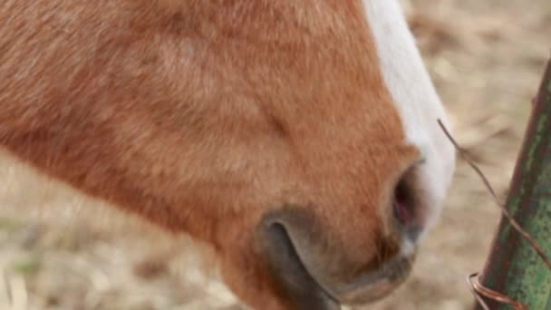 Caballo pastando en el pasto — Vídeo de stock