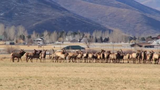 Giant herd of elk — Stock Video