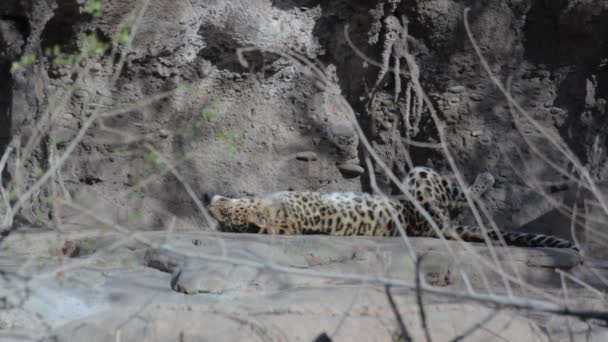 Leopardo no cativeiro — Vídeo de Stock