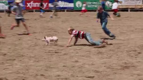 Pig chase at kid rodeo — Stock Video