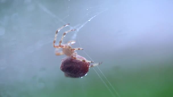 Katt spider reparerar dess spindelnät — Stockvideo