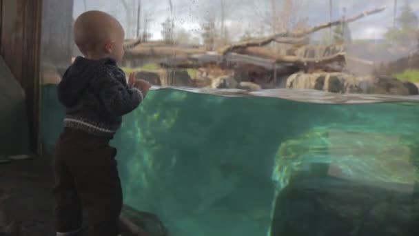 Niño viendo un oso polar — Vídeos de Stock