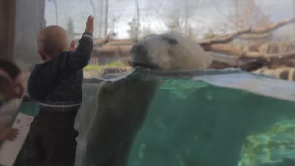 Baby watching polar bear swimming — Stock Video