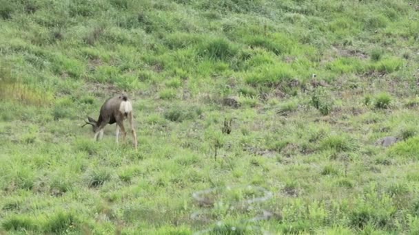 Alimentación de ciervos en un campo — Vídeo de stock