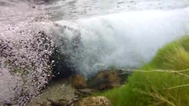 Риба плаває в струмку — стокове відео