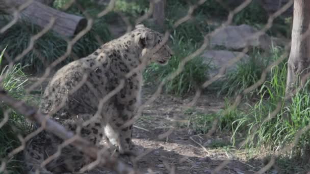 Leopardo no cativeiro — Vídeo de Stock