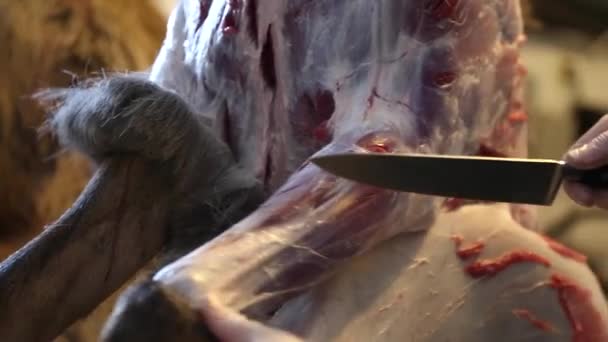 剥一只麋鹿的男人 — 图库视频影像