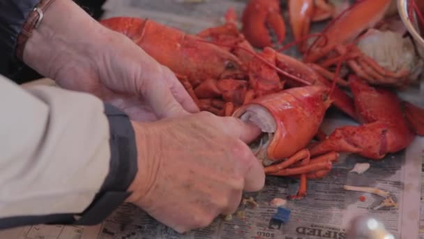 Pessoa que prepara lagosta fresca — Vídeo de Stock