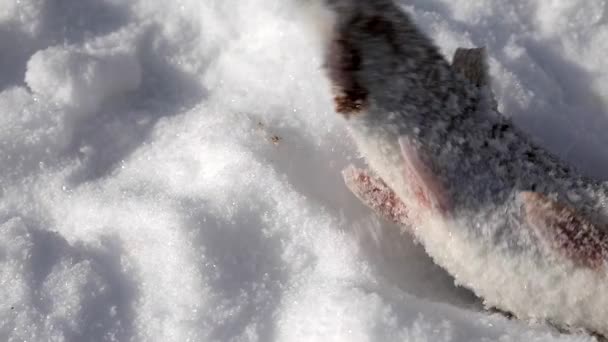 Пойманная рыба лежит в снегу — стоковое видео