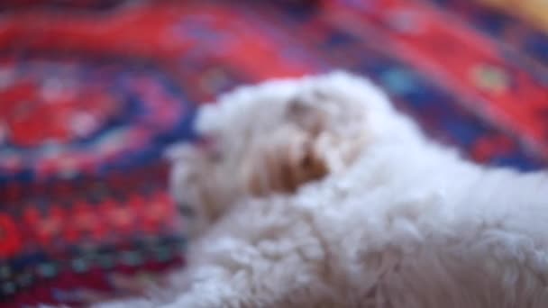 Маленькая собака на полу — стоковое видео