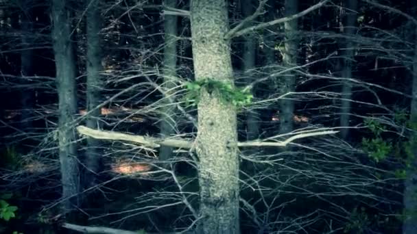 Pine trees in the forest — Stock Video