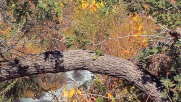 Puente sobre el arroyo de montaña — Vídeo de stock