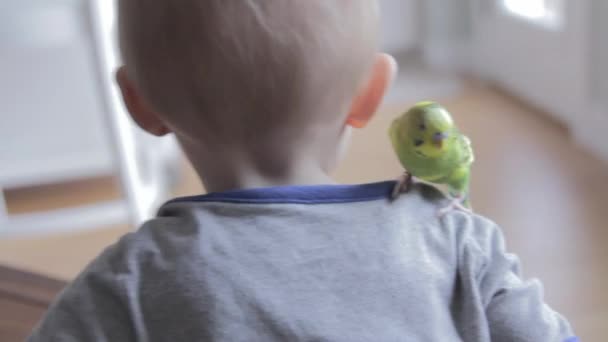 Boy with parakeet bird — Stock Video