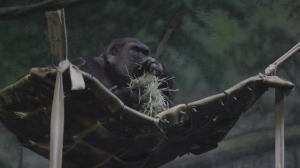 Горилла ест в зоопарке — стоковое видео