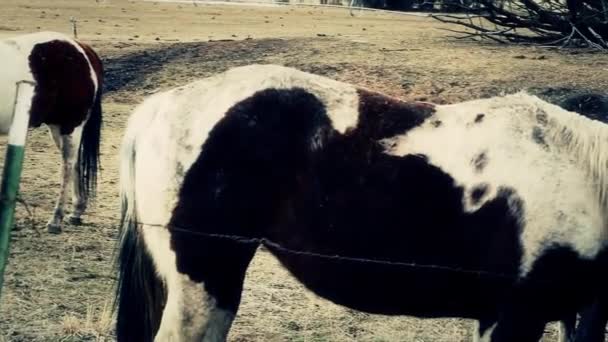 Madre y bebé alimentando caballos — Vídeo de stock