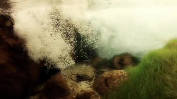 Peces nadando en arroyo — Vídeos de Stock