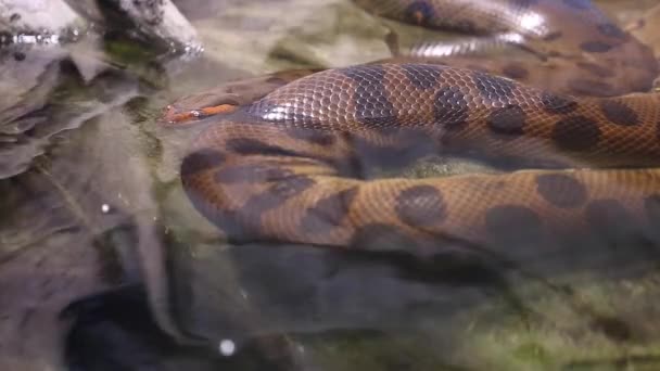 Huge boa snake — Stock Video