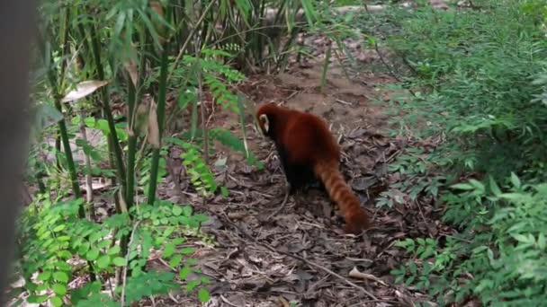 Ein roter Panda im Pandazentrum — Stockvideo