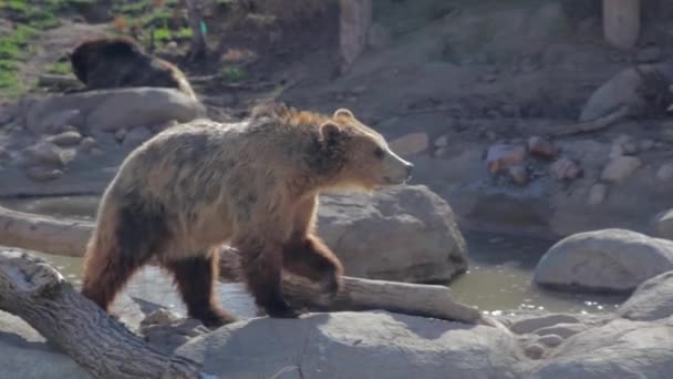 Beruang grizzly di penangkaran — Stok Video