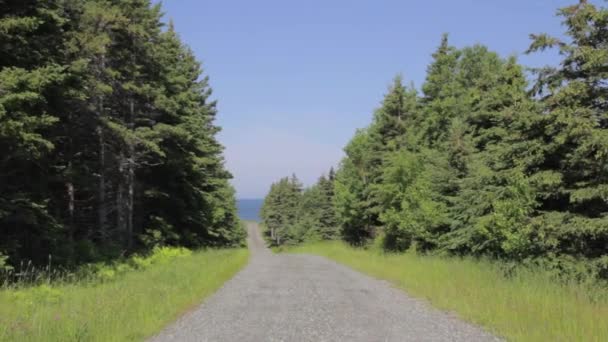 Uma estrada de terra rodeada de árvores — Vídeo de Stock