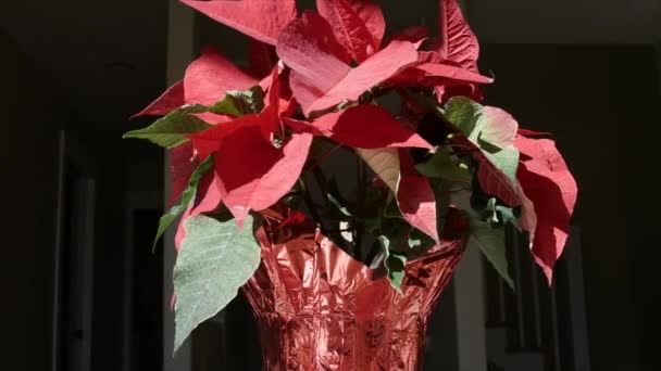 Un poinsettia de Navidad en una foto de muñeco de mesa — Vídeos de Stock