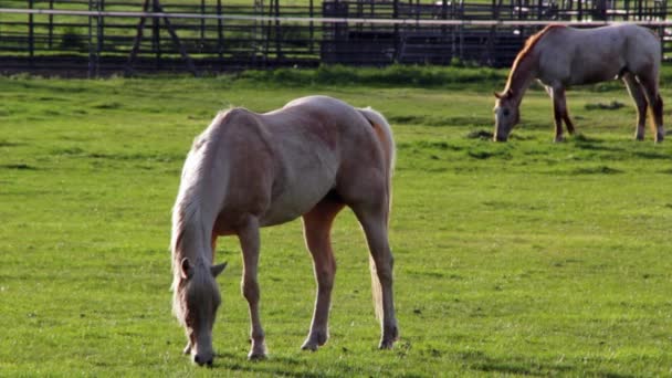 Pastoreo de caballos en pastos — Vídeo de stock