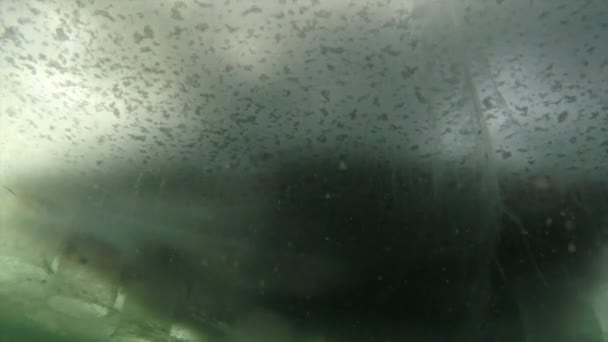 Ice fishing from underwater — Stock Video