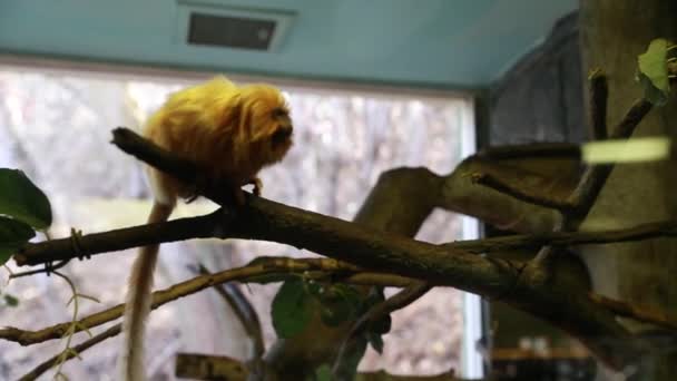 Un mono en cautiverio en un zoológico — Vídeo de stock