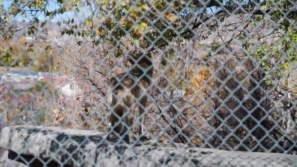 Волк в зоопарке — стоковое видео