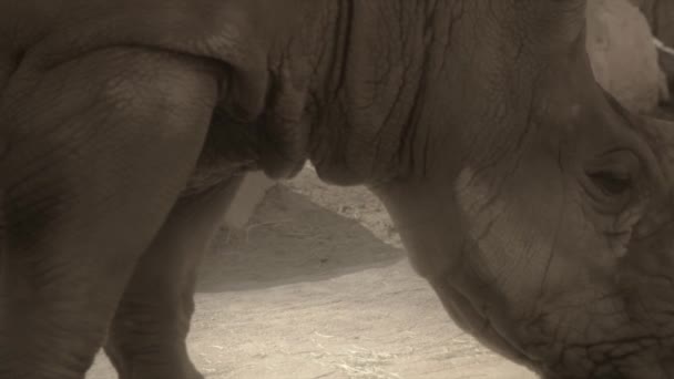 Rhinocero i fångenskap i ett zoo — Stockvideo