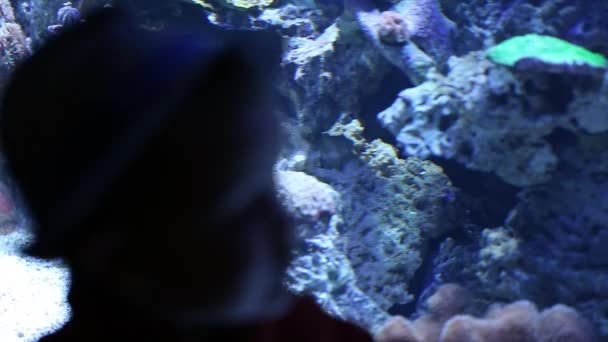 Un bambino che guarda l'acquario — Video Stock