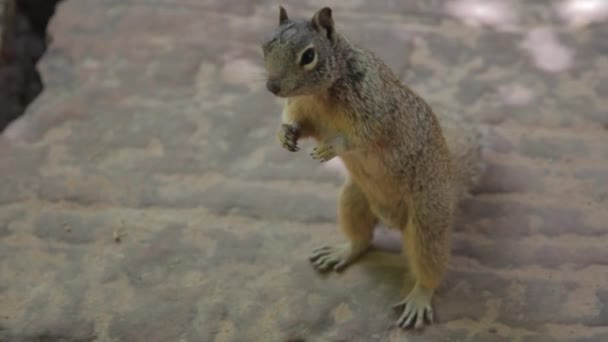 Esquilo no deserto — Vídeo de Stock