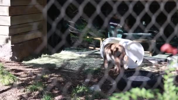 Lince em cativeiro no zoológico — Vídeo de Stock