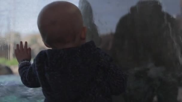 Μικρό παιδί αγόρι βλέποντας πολική αρκούδα — Αρχείο Βίντεο