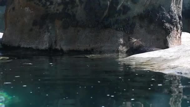 Um selo nadando no zoológico — Vídeo de Stock