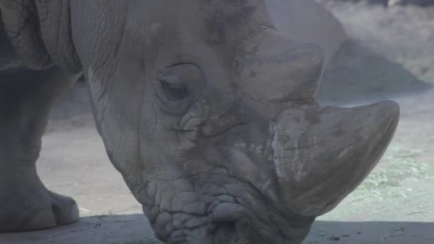 Rhinocero in gevangenschap in een dierentuin — Stockvideo